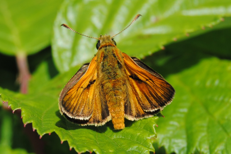 Ident. Hesperiidae